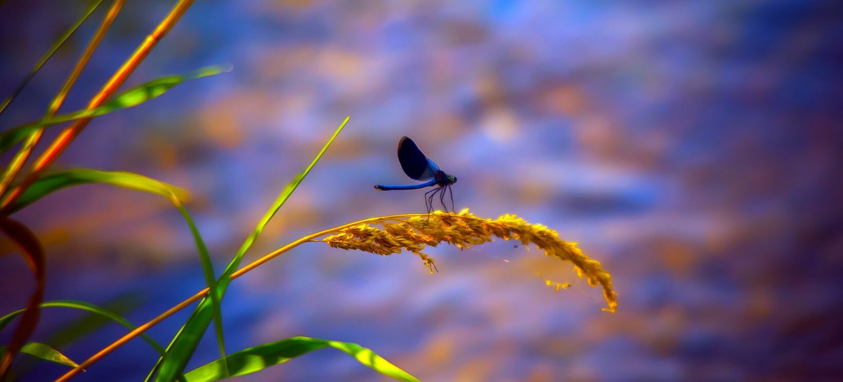 Libellule posée sur une herbe au borde de la rivière