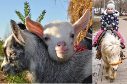 Chèvres et balade à poney - Agrandir l'image, fenêtre modale