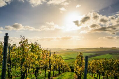 Paysage de vignes avec un soleil couchant - Agrandir l'image, fenêtre modale