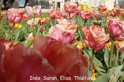 Agrandir l'image, fenêtre modale