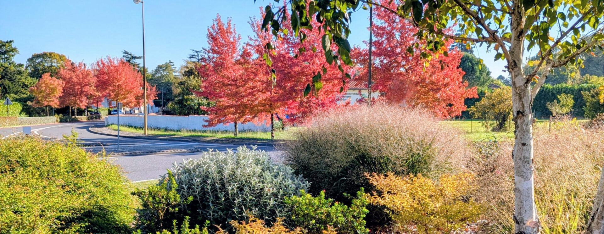Rond point avec de la végétation aux couleur d'automne